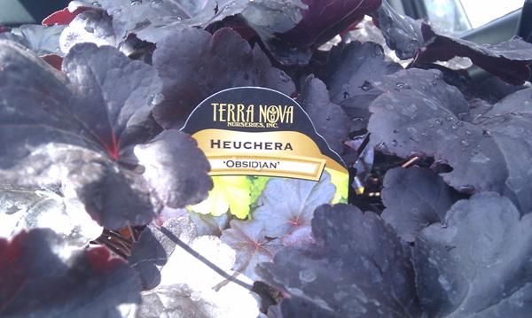 'obz'idian heuchera 'obz'idian heuchera