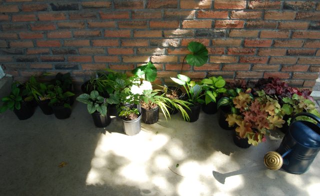 Hello shade plants. Hello shade plants.