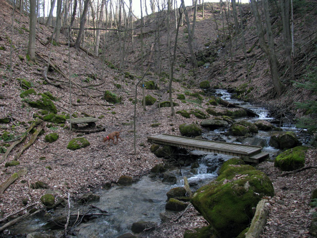 In the valley and along the stream (Beecham Side Trail)