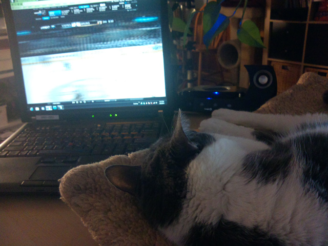 Hockey cat Hockey cat