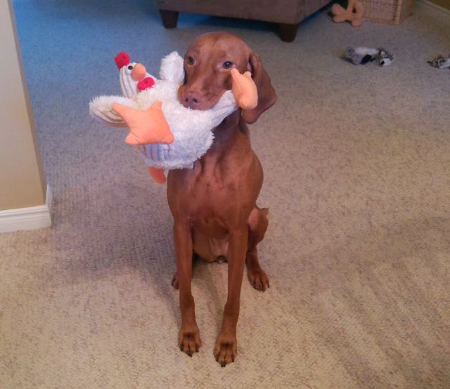 My dog is 7. My dog is 7.
