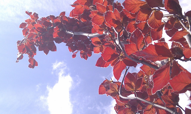 Red Beech Red Beech