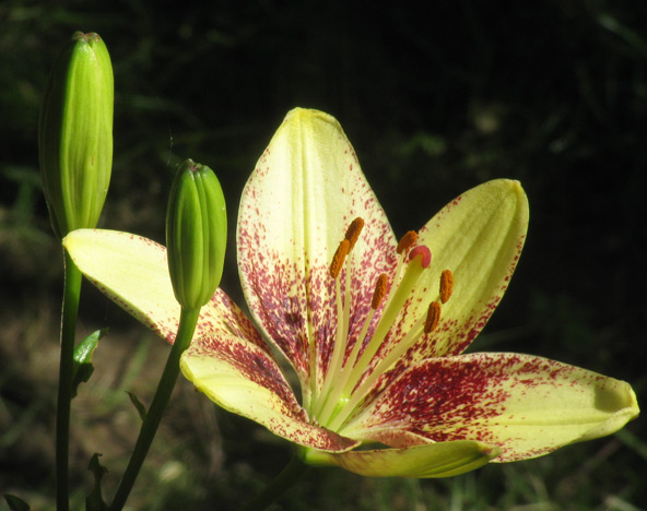 A lily from our front garden A lily from our front garden