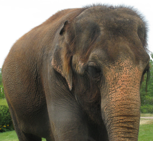 Maggie the Elephant, she is 35 and single! ๐ Maggie the Elephant, she is 35 and single! ๐