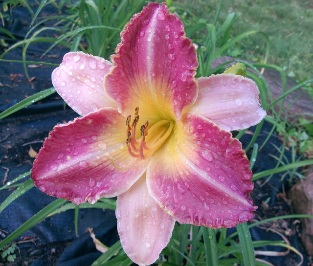 One of the backyard lilies One of the backyard lilies