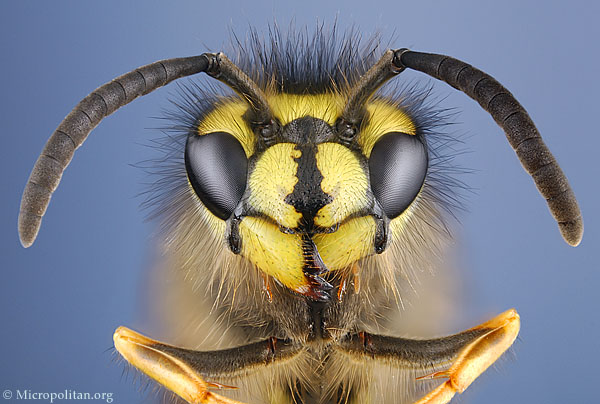 Bzzz bzzzz bzzzz rahhhh! Bzzz bzzzz bzzzz rahhhh!