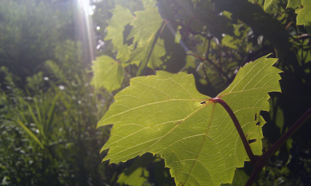 Vines and sun Vines and sun