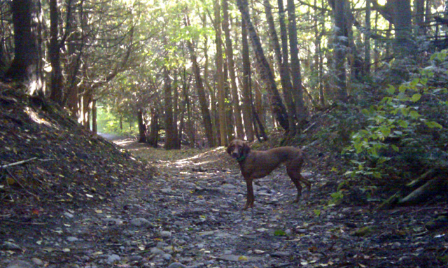 Mono Cliffs. Hey dog! Mono Cliffs. Hey dog!