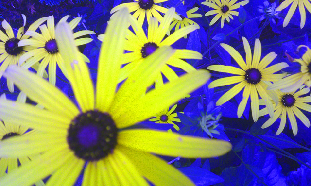 Flowers aplenty. Flowers aplenty.