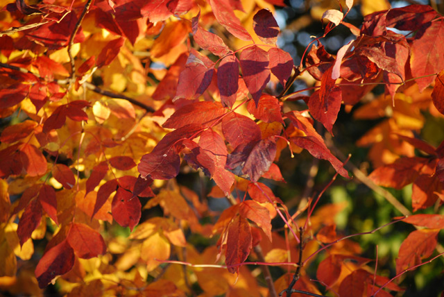 Stunning colours of Fall