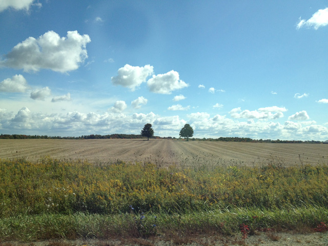 Quick snap from the car. Two trees. Quick snap from the car. Two trees.