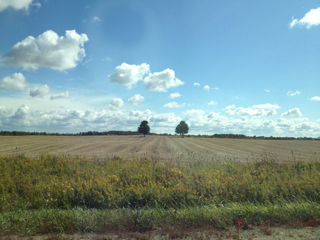 Quick snap from the car. Two trees.