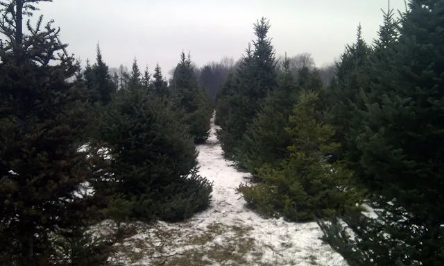 Drysdales tree forest Drysdales tree forest