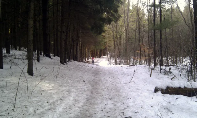 Palgrave Forest Palgrave Forest