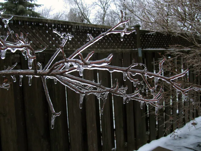 Frozen branch. Brr. Frozen branch. Brr.