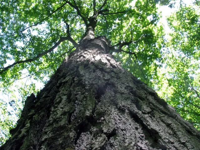 Towering tree