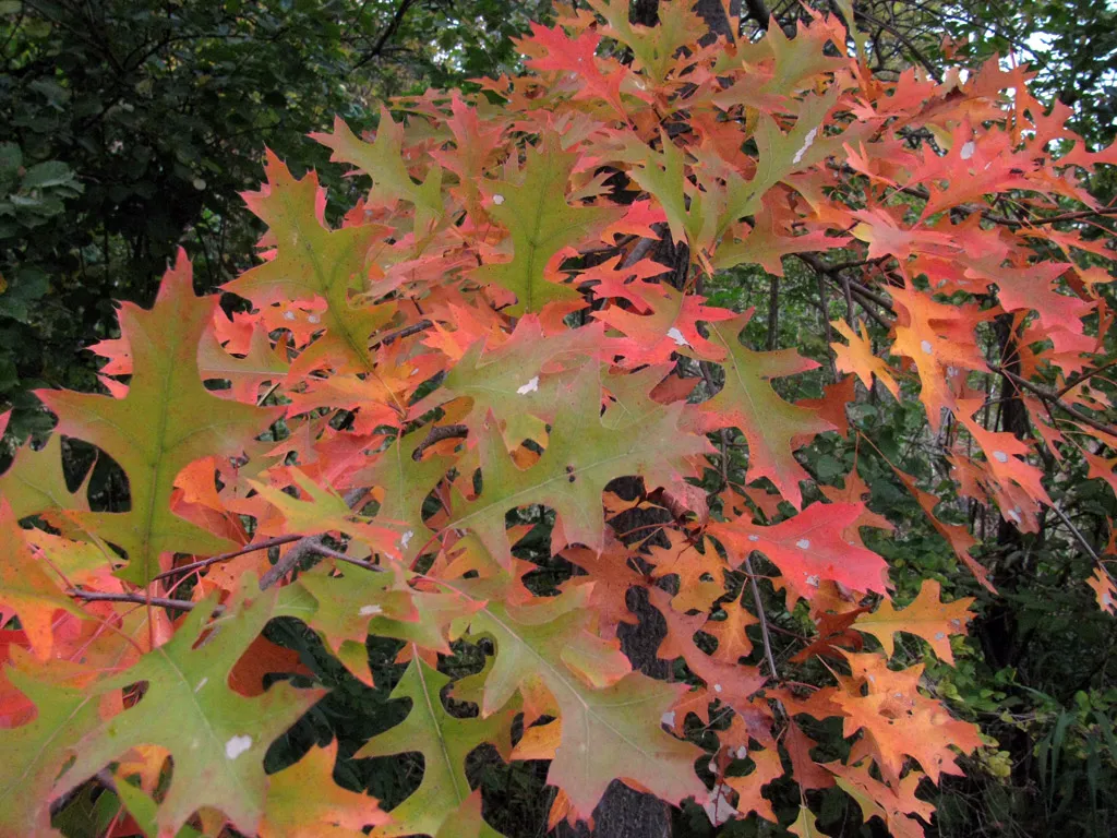 Stunning Fall colour on these Oak leaves Stunning Fall colour on these Oak leaves