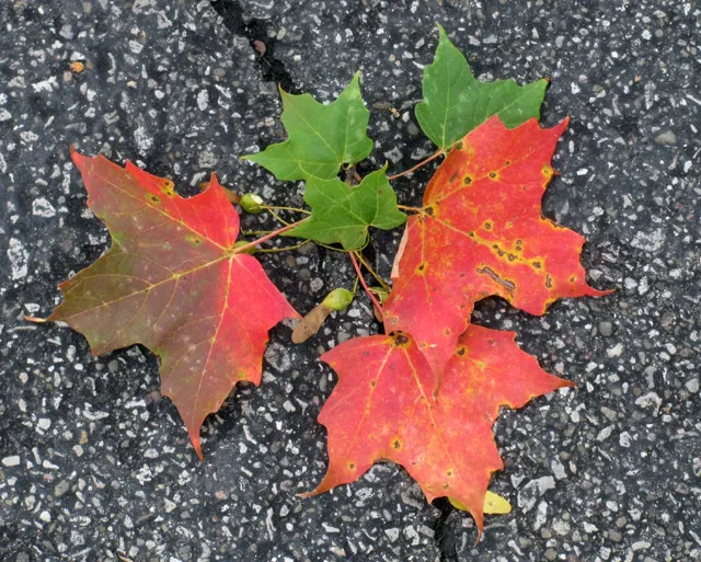 Fall Colour in Ontario Fall Colour in Ontario
