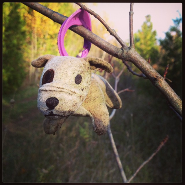 Hiked past this dog trapped in a bush. Mono Cliffs. Photo by bdot.