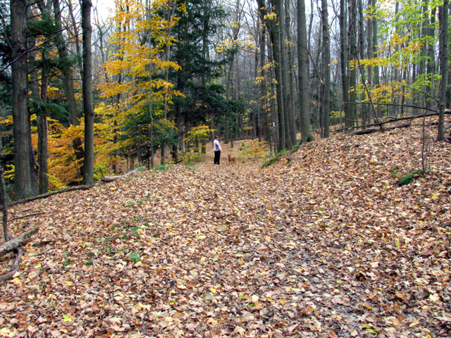 Leaves aplenty