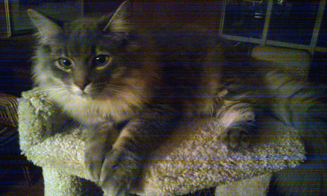 King of the tree King of the tree