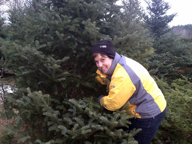 Bdot starting the Christmas tree cutting