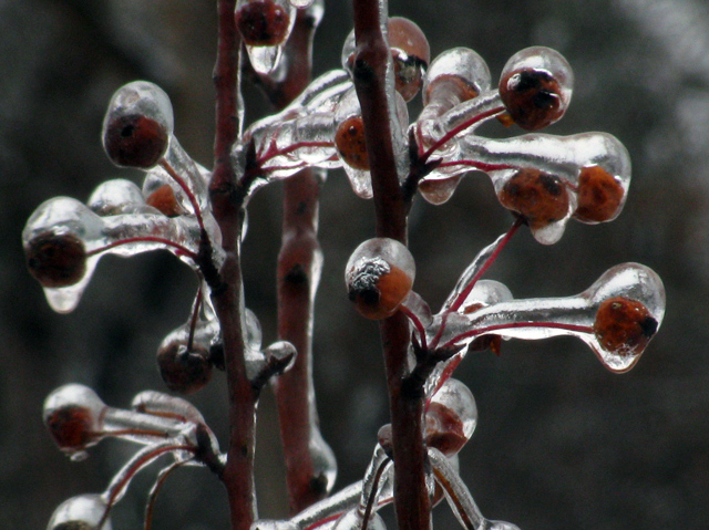 The new fruit tree outside out back window. Covered in ice. The new fruit tree outside out back window. Covered in ice.