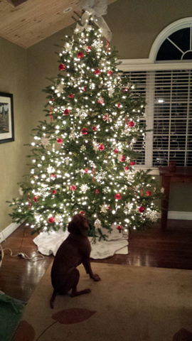 The decorated tree! (…and that dog) The decorated tree! (…and that dog)