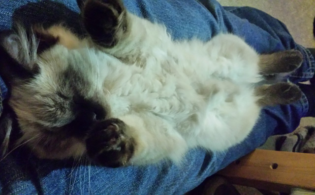 Cobalt the Kitten Cobalt the Kitten