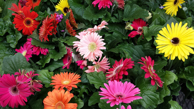 Happy daisies from the garden centre Happy daisies from the garden centre