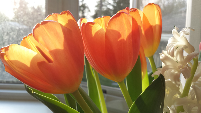Tulips soaking up some Sun Tulips soaking up some Sun
