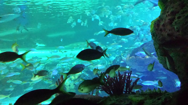 The aquariums were incredible. The aquariums were incredible.