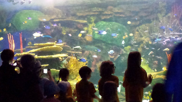Stunning tropical tank. (shame it's a little blurry) Stunning tropical tank. (shame it's a little blurry)
