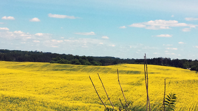 Glowing yellow field Glowing yellow field