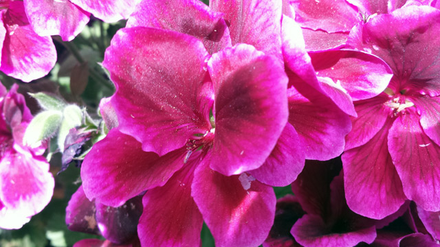 Martha Washington Geranium Martha Washington Geranium