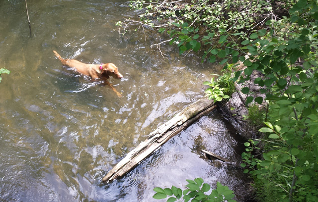 Tanga cools off with a swim