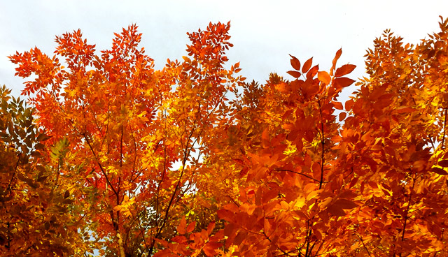 Trees exploding with colour Trees exploding with colour