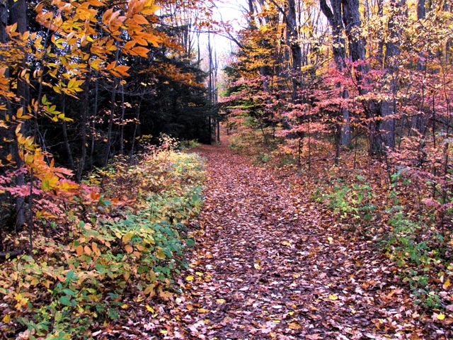 Need any leaves? Need any leaves?