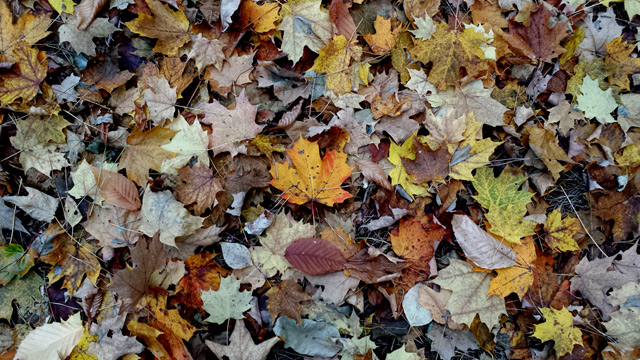 Fantastic Fall colour Fantastic Fall colour