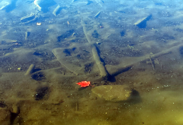 Maple leaf floating on McCarston’s Lake (Mono Cliffs) Maple leaf floating on McCarston’s Lake (Mono Cliffs)