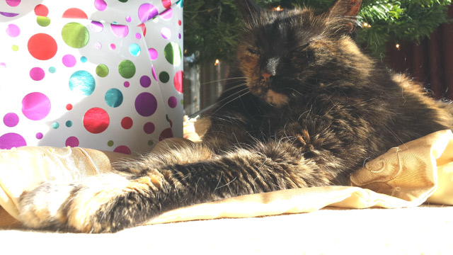 Happy Zap under the tree Happy Zap under the tree