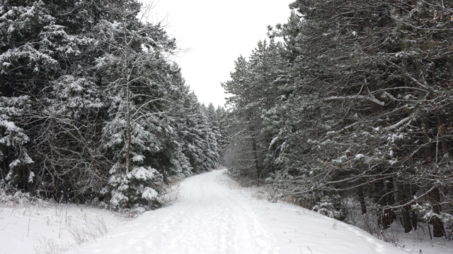 Beautiful Winter wonderland in Palgrave Forest Beautiful Winter wonderland in Palgrave Forest