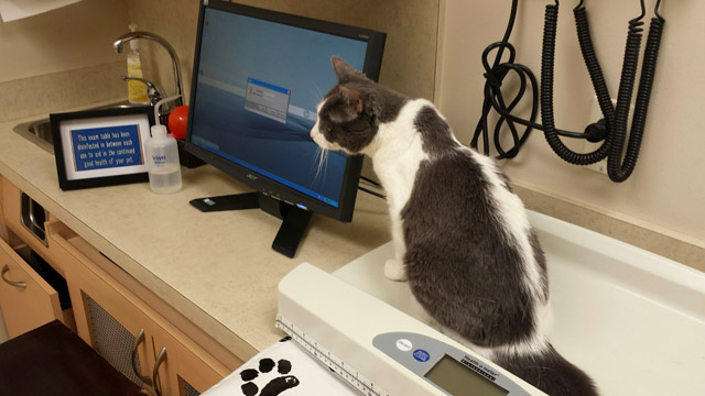 Remi cat wondering when she is going homeโฆ Remi cat wondering when she is going homeโฆ