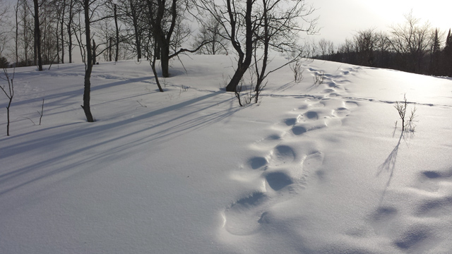 Lots of wandering outdoors