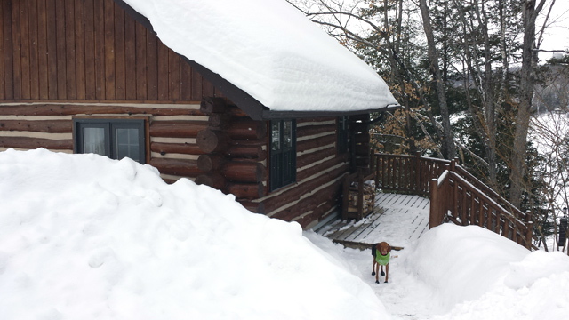 The cottage and the reluctant dog