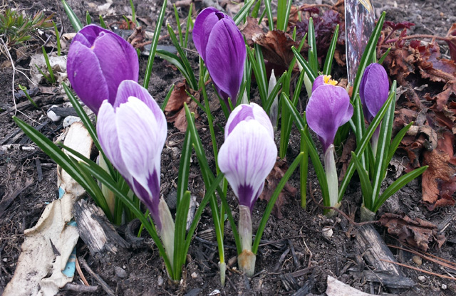 Flowers are springing up Flowers are springing up
