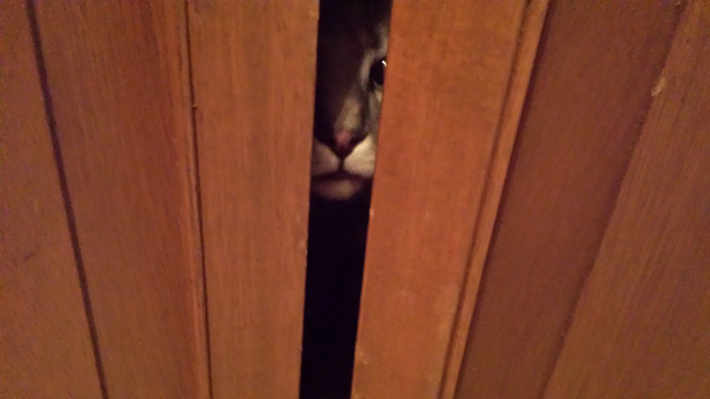 I see you…Hooper – my parents’ ADD cat. I see you…Hooper – my parents’ ADD cat.