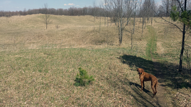Mulmur Hills. Dog is ready to check it out! Mulmur Hills. Dog is ready to check it out!