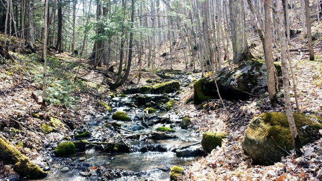 Just South of HWY 17 and 1st Line in the Primrose area on the Bruce Trail