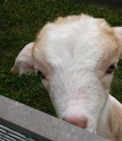 Got goat? Got goat?